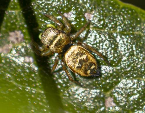 Heliophanus tribulosus